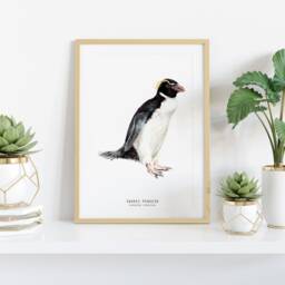Snares Penguin Print - Dining Room Nature Gallery Wall Art Nautical Beach Home D??cor Gift Cute Penguins Nursery Eudyptes Robustus - thumbnail 2