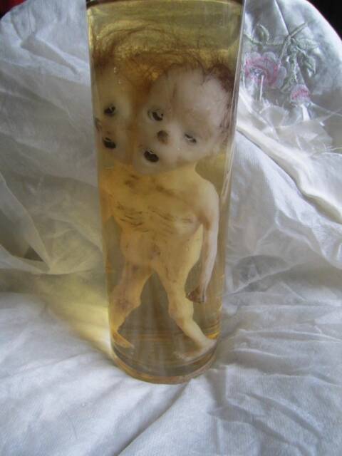 Taxidermy Cabinet Of Curiosities Siamese Fetus Curiosity Odditties - image 1