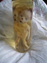 Taxidermy Cabinet Of Curiosities Siamese Fetus Curiosity Odditties - thumbnail 1