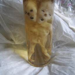 Taxidermy Cabinet Of Curiosities Siamese Fetus Curiosity Odditties - thumbnail 4