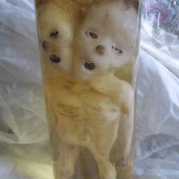 Taxidermy Cabinet Of Curiosities Siamese Fetus Curiosity Odditties - thumbnail 3