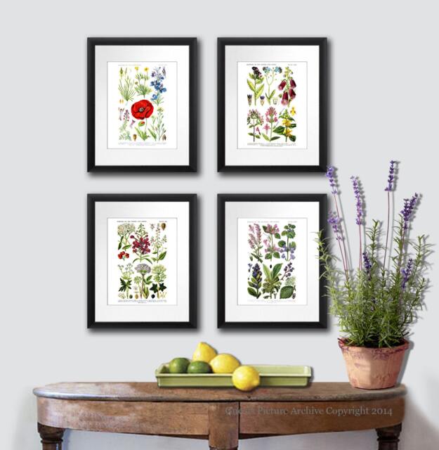 English Wild Flowers Botanical Prints Set Of 4 Country Cottage Decor Wall Art Prints - image 1
