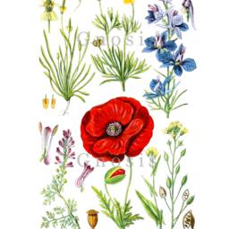 English Wild Flowers Botanical Prints Set Of 4 Country Cottage Decor Wall Art Prints - thumbnail 2