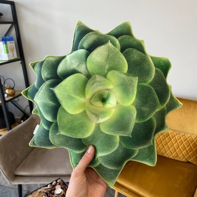 Echeveria Green Succulent Pillow - 3D Realistic Plant Cushion Small - image 1