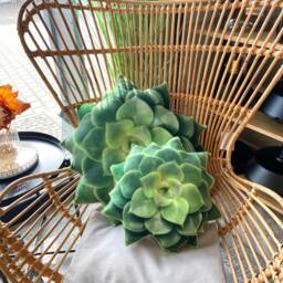 Echeveria Green Succulent Pillow - 3D Realistic Plant Cushion Small - thumbnail 2
