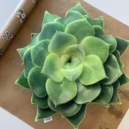 Echeveria Green Succulent Pillow - 3D Realistic Plant Cushion Small - thumbnail 4