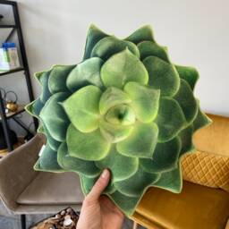 Echeveria Green Succulent Pillow - 3D Realistic Plant Cushion Small - thumbnail 1