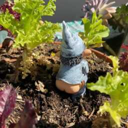 Funny Smelly Gnome Garden Statue, Outdoor Decor, Yard Art, Spring Decoration - thumbnail 4