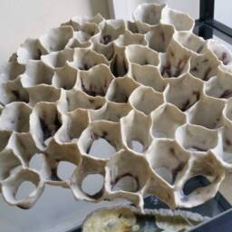 Porcelain Coral Sculpture - thumbnail 3