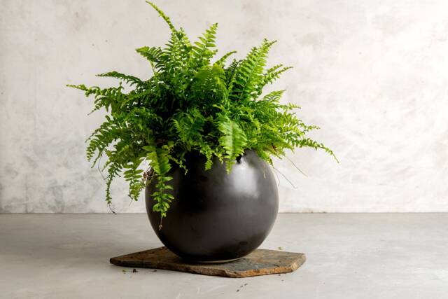 xxl Black Pottery Wide Round Ball-Shaped Planter Pot, Contemporary Large Decorative Planter, Handmade Ceramic Christmas Gift - image 1