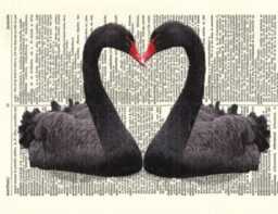 Black Swans Print Romantic Bird Shaped Heart, Printed On Vintage Dictionary Pages - thumbnail 2