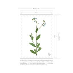Myosotis Scorpioides/True Forget-Me-Not Fine Art Print - thumbnail 3