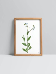 Myosotis Scorpioides/True Forget-Me-Not Fine Art Print - thumbnail 1