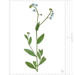 Myosotis Scorpioides/True Forget-Me-Not Fine Art Print - thumbnail 2