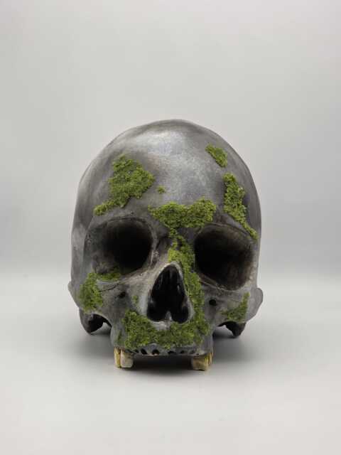 Mossy Skull . Plaster Of Paris Life Size Human Replica - image 1