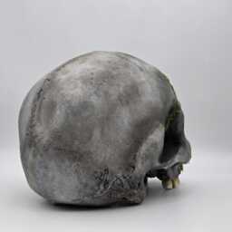 Mossy Skull . Plaster Of Paris Life Size Human Replica - thumbnail 4