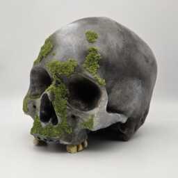 Mossy Skull . Plaster Of Paris Life Size Human Replica - thumbnail 3