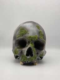 Mossy Skull . Plaster Of Paris Life Size Human Replica - thumbnail 1