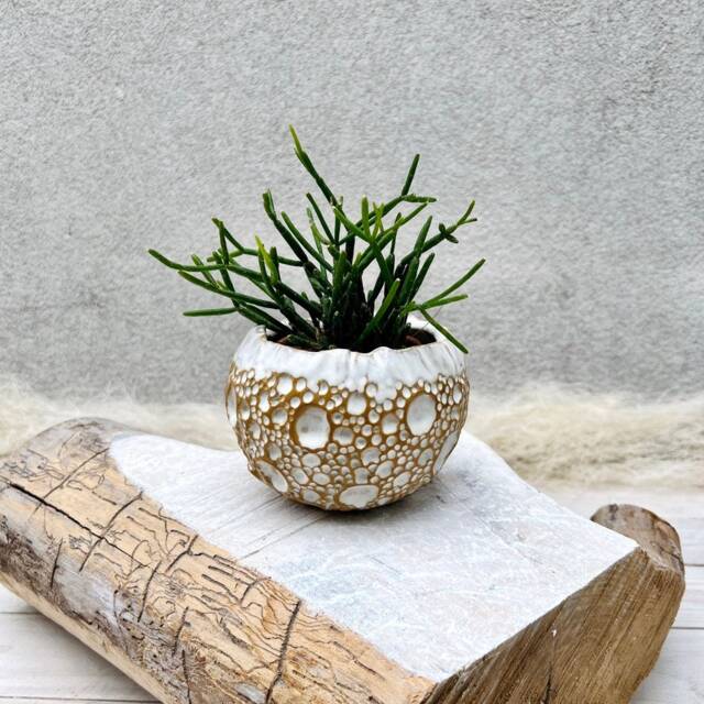 Full Moon Succulent Pot Cover - image 1