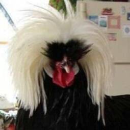 Funky Chicken Pillow Cover - thumbnail 4