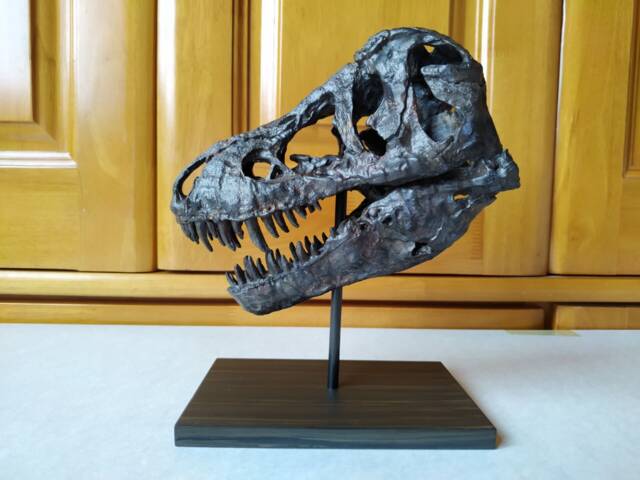 17cm???dinosaur Model/T-Rex Skull Small Model B-Dzh1802 - image 1