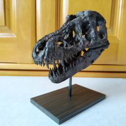 17cm???dinosaur Model/T-Rex Skull Small Model B-Dzh1802 - thumbnail 3