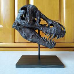 17cm???dinosaur Model/T-Rex Skull Small Model B-Dzh1802 - thumbnail 2