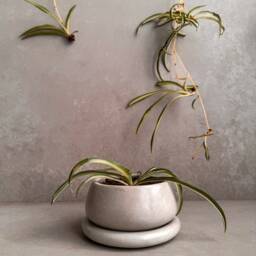 Small Planter With Drainage, Cute Plant Pot, Bubble Planter, Succulent Decorative Concrete Round Bonsai Chubby Mini Pot - thumbnail 3