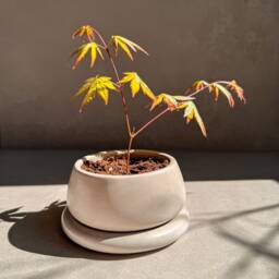 Small Planter With Drainage, Cute Plant Pot, Bubble Planter, Succulent Decorative Concrete Round Bonsai Chubby Mini Pot - thumbnail 2