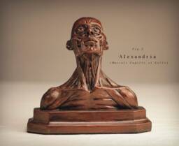Alexandria - Musculi Capitis Et Colli - thumbnail 1