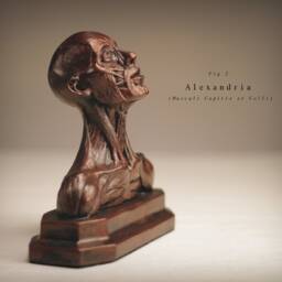 Alexandria - Musculi Capitis Et Colli - thumbnail 2