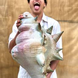 Giant Pottery Seashell. One Of A Kind Ceramic Sculpture - thumbnail 4