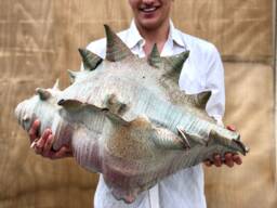 Giant Pottery Seashell. One Of A Kind Ceramic Sculpture