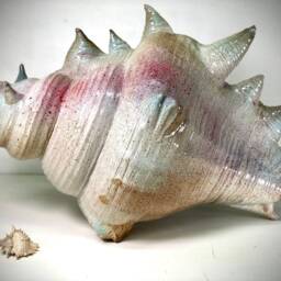 Giant Pottery Seashell. One Of A Kind Ceramic Sculpture - thumbnail 3