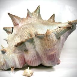 Giant Pottery Seashell. One Of A Kind Ceramic Sculpture - thumbnail 2