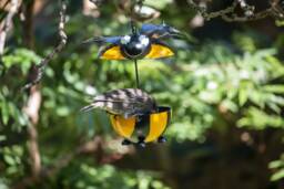 Bumble Bee Bird Feeder. Hanging Metal Outdoor - 2-2C - thumbnail 1