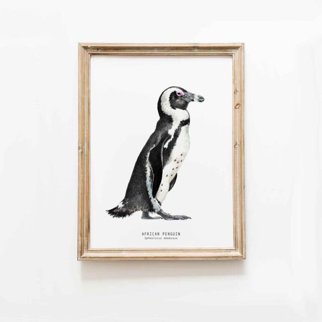 African Penguin Watercolor Fine Art Print - Bird Lover Poster Gift Nature Wall Penguins Home Nursery D??cor Spheniscus Demersus - image 1