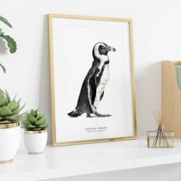 African Penguin Watercolor Fine Art Print - Bird Lover Poster Gift Nature Wall Penguins Home Nursery D??cor Spheniscus Demersus - thumbnail 3