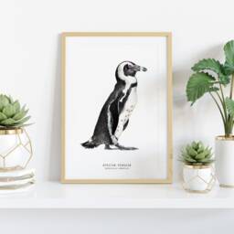 African Penguin Watercolor Fine Art Print - Bird Lover Poster Gift Nature Wall Penguins Home Nursery D??cor Spheniscus Demersus - thumbnail 2