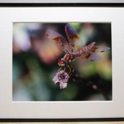 Dragonfly Photograph, Nature Photography, Wall Art, Bedroom Decor, Living Room Peaceful Photography Prints - thumbnail 2