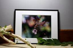 Dragonfly Photograph, Nature Photography, Wall Art, Bedroom Decor, Living Room Peaceful Photography Prints - thumbnail 1