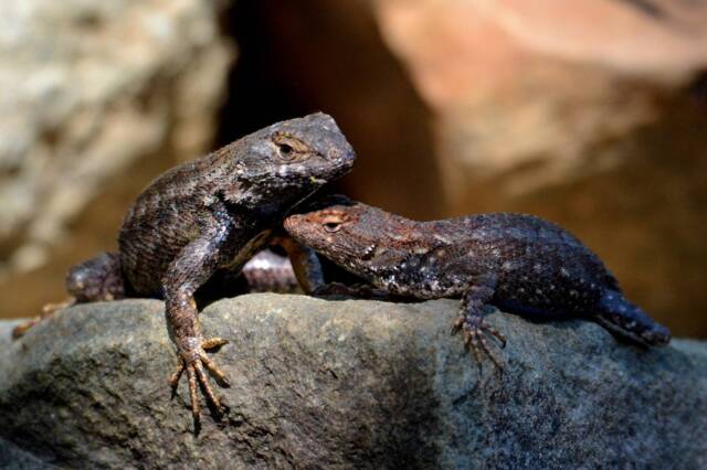 Lizard Wall Art, Photos, Nature Photography, Sun Bathing, Digital Download - image 1