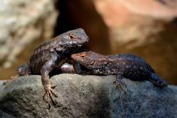 Lizard Wall Art, Photos, Nature Photography, Sun Bathing, Digital Download - thumbnail 1
