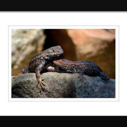 Lizard Wall Art, Photos, Nature Photography, Sun Bathing, Digital Download - thumbnail 2
