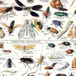 Framed Vintage Insect Prints, Kids Bedroom Decor, Set Of 4 - thumbnail 3