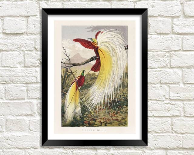 Birds Of Paradise Print Vintage Exotic Bird Art Illustration