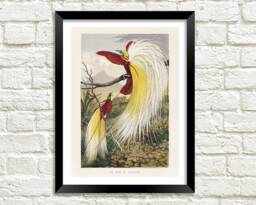 Birds Of Paradise Print Vintage Exotic Bird Art Illustration - thumbnail 1