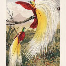 Birds Of Paradise Print Vintage Exotic Bird Art Illustration - thumbnail 2