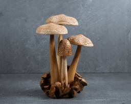 Handmade Mushroom Wood Carving Rustic Table Decor 8.2 - thumbnail 1