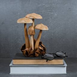 Handmade Mushroom Wood Carving Rustic Table Decor 8.2 - thumbnail 4
